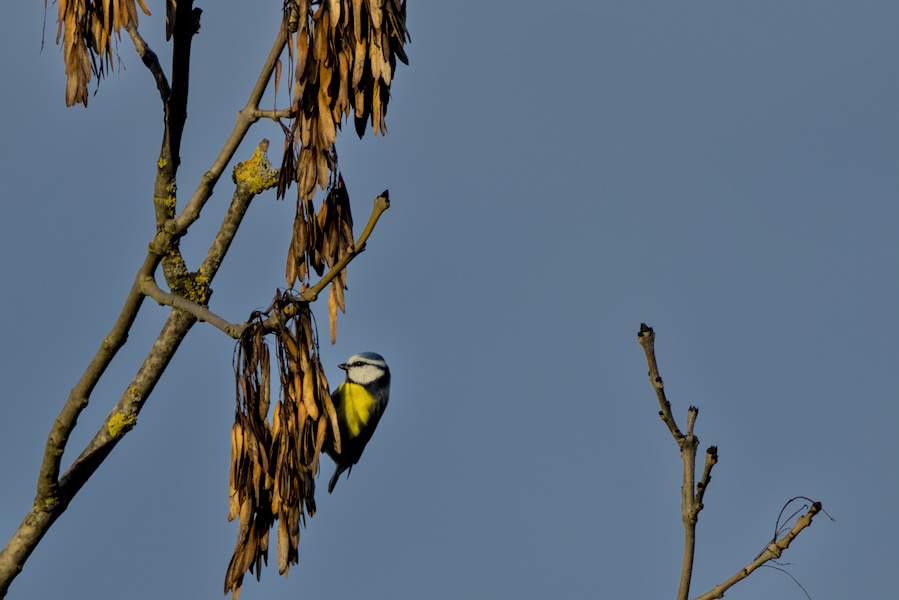 Blaumeise in einem Ahornbaum