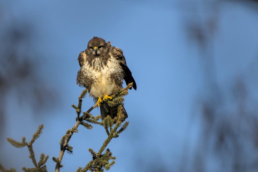 M&auml;usebussard auf einem Baum