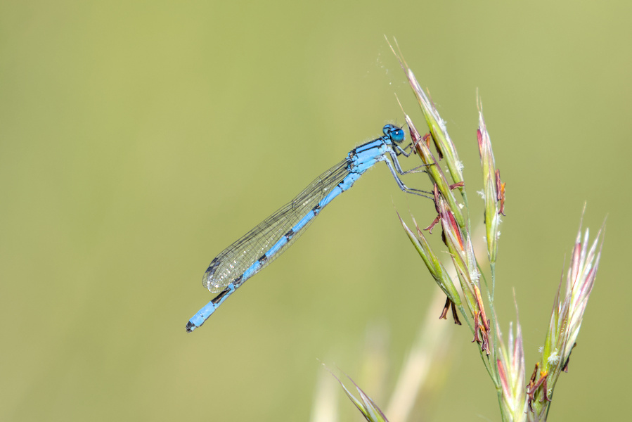 Kleinlibelle an einem Grashalm