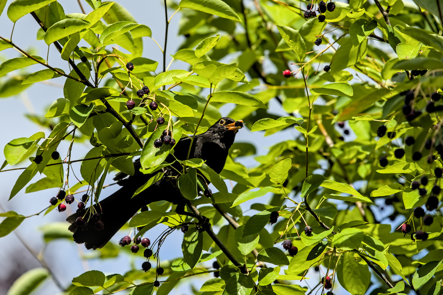 Amsel auf einem Baum