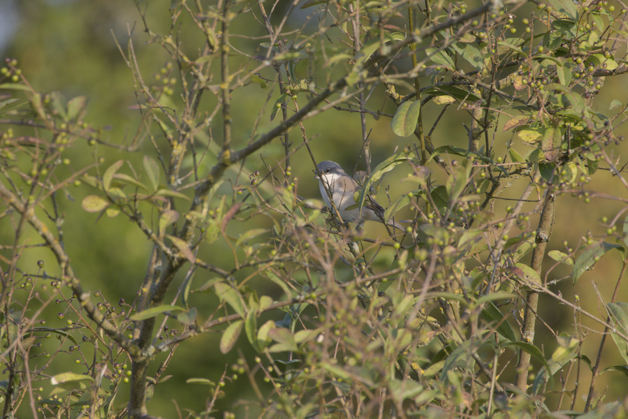 Klappergra&szlig;m&uuml;cke  in einem Busch