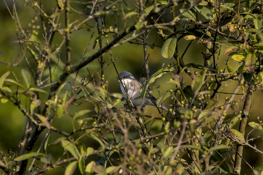 Klappergra&szlig;m&uuml;cke  in einem Busch