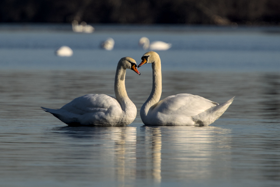 H&ouml;ckerschw&auml;ne auf einem See