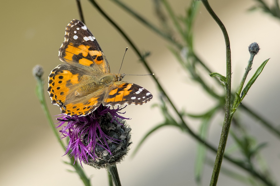 Distelfalter auf einer Blüte