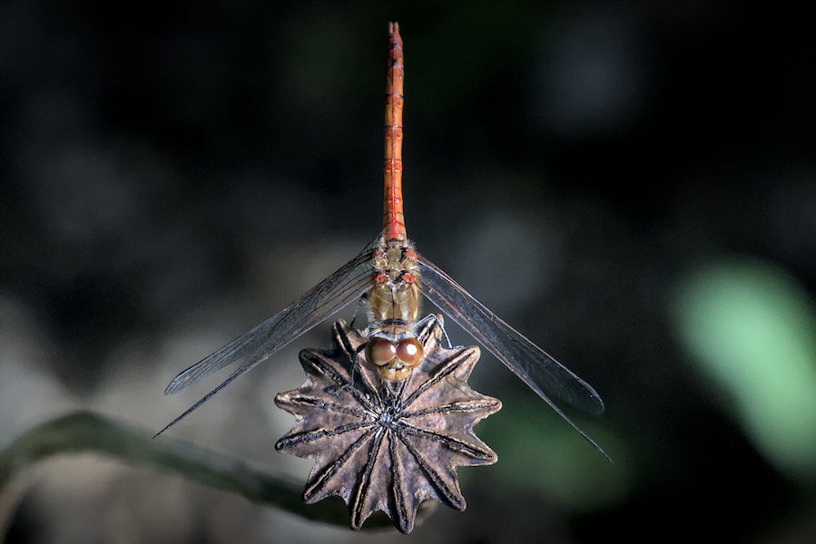 Blutrote Heidelibelle auf einer Mohnkapsel