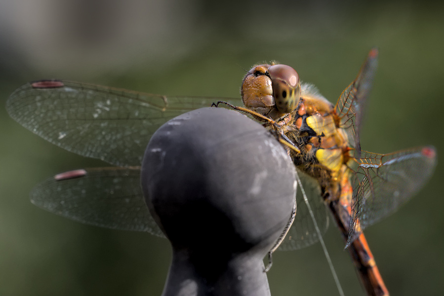 Blutrote Heidelibelle auf einer Rosenrankhilfe