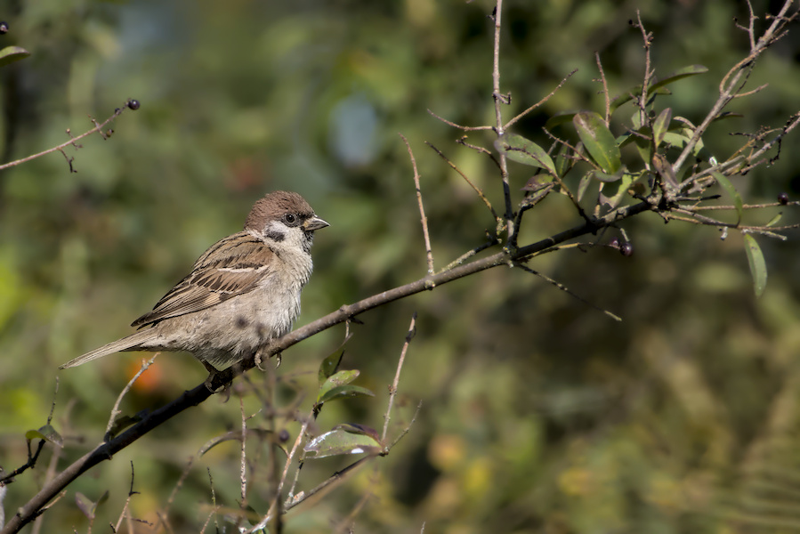 Feldsperling in einem Busch