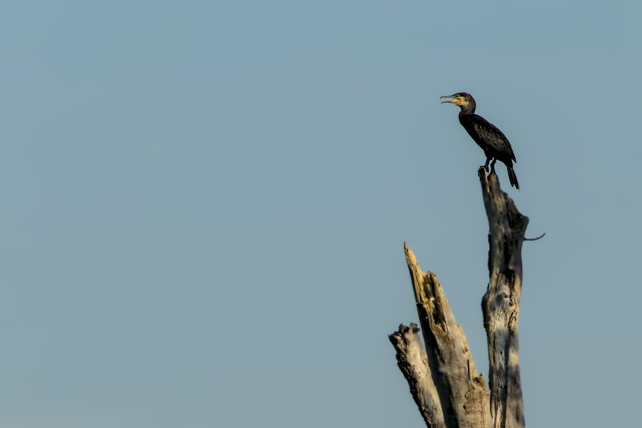 Kormoran auf einem Baum