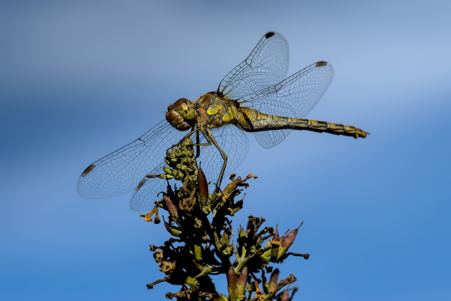 Blutrote Heidelibelle auf einem Fliederspeer