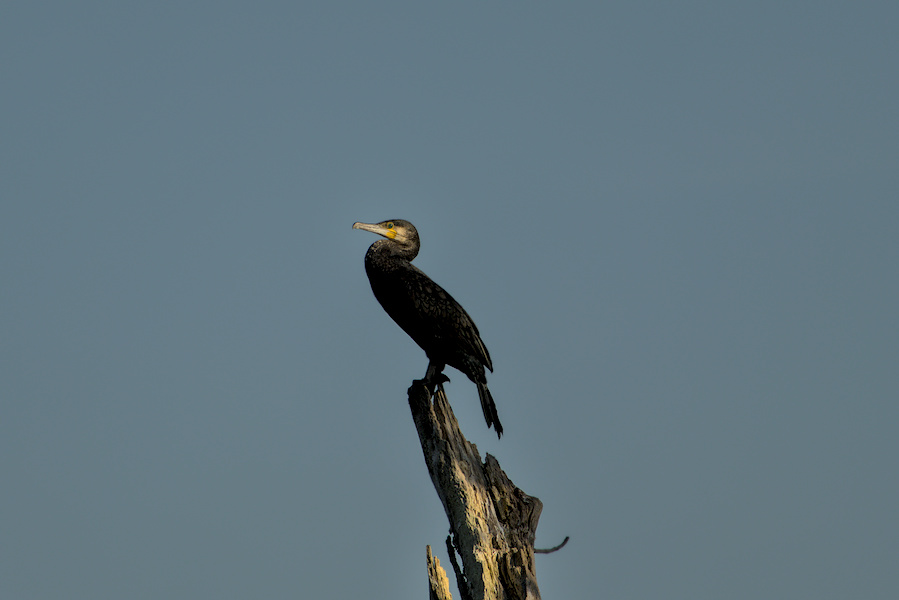 Kormoran auf einem Baum