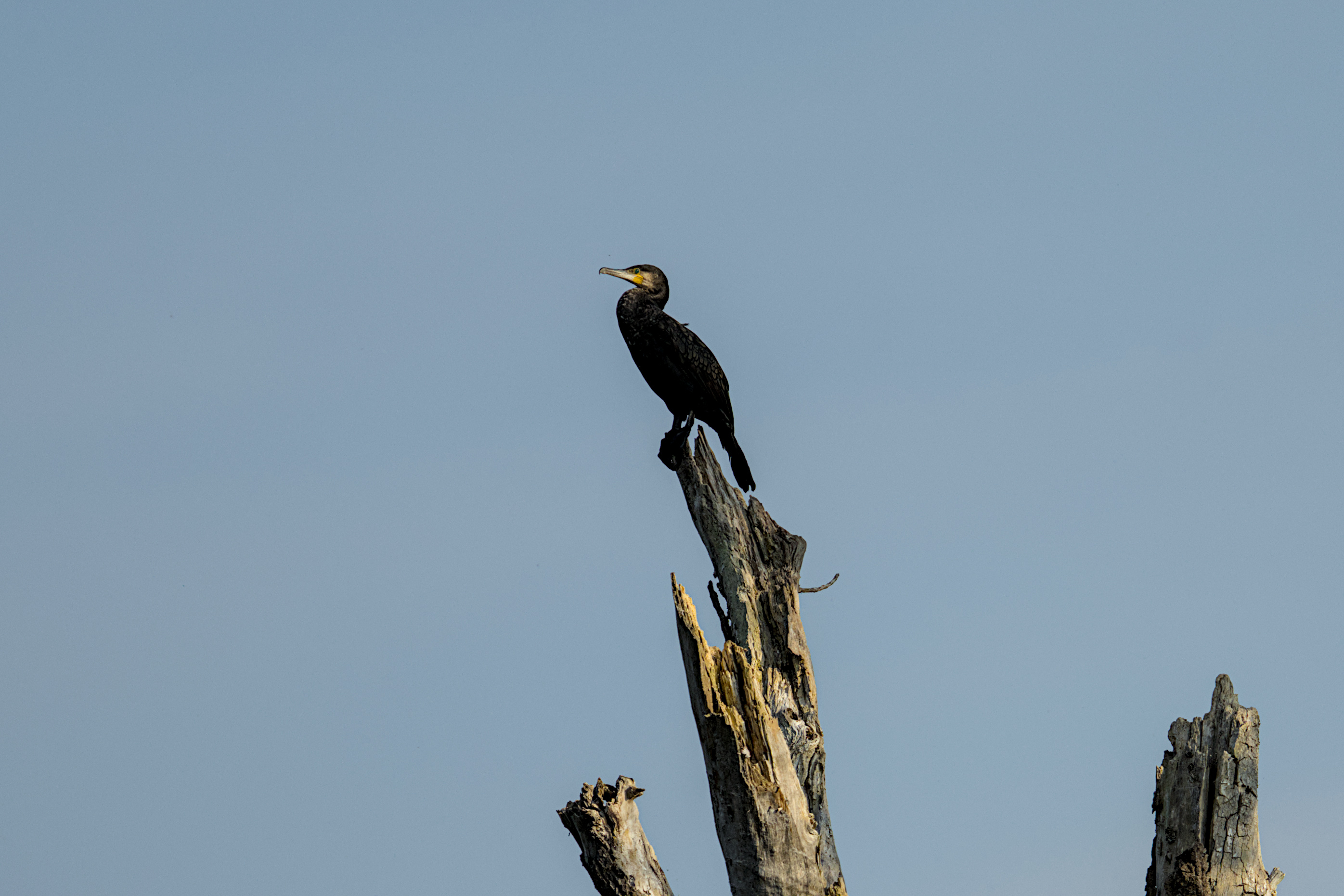 Highlander - Es kann nur einen geben
