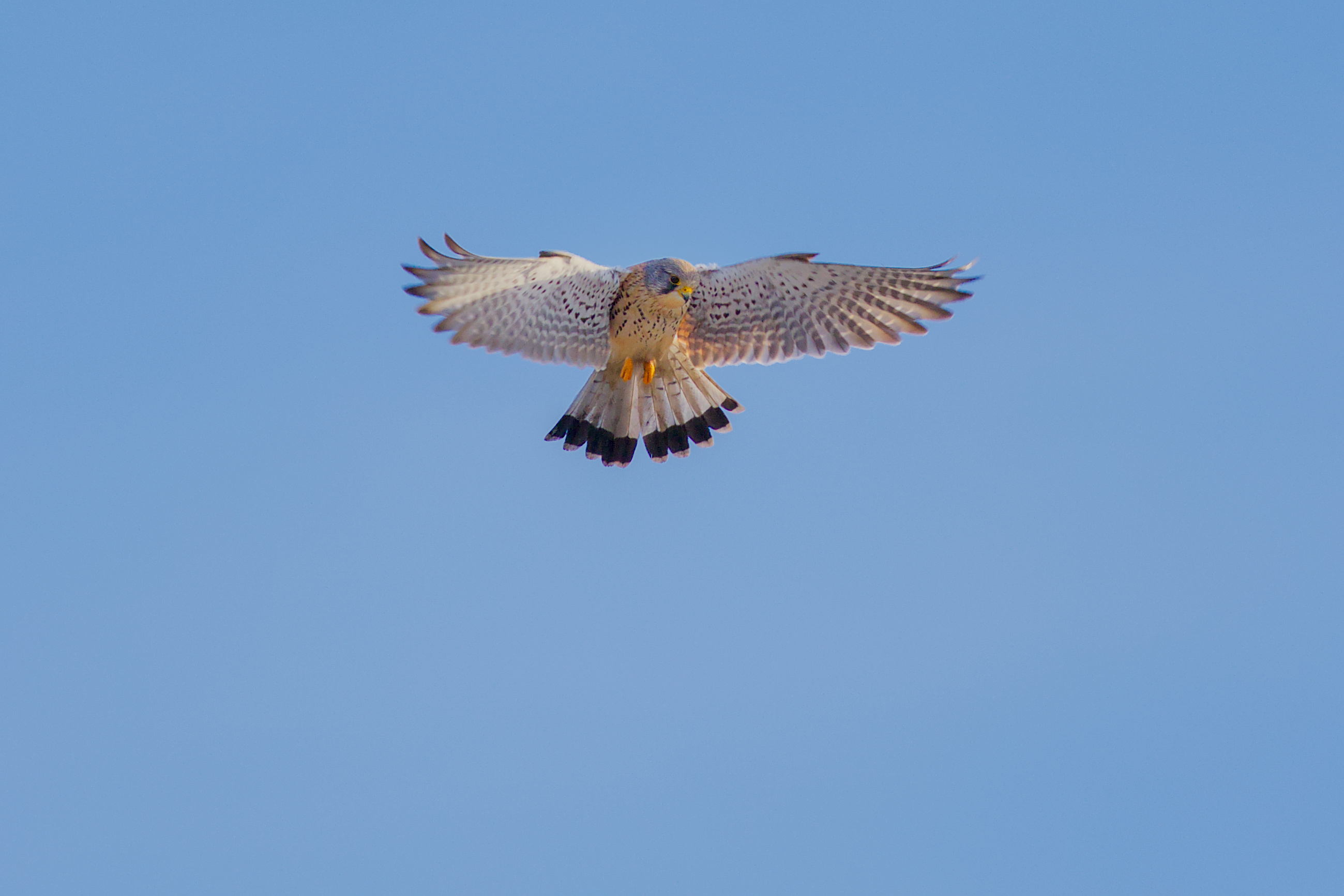 R&uuml;ttelflug