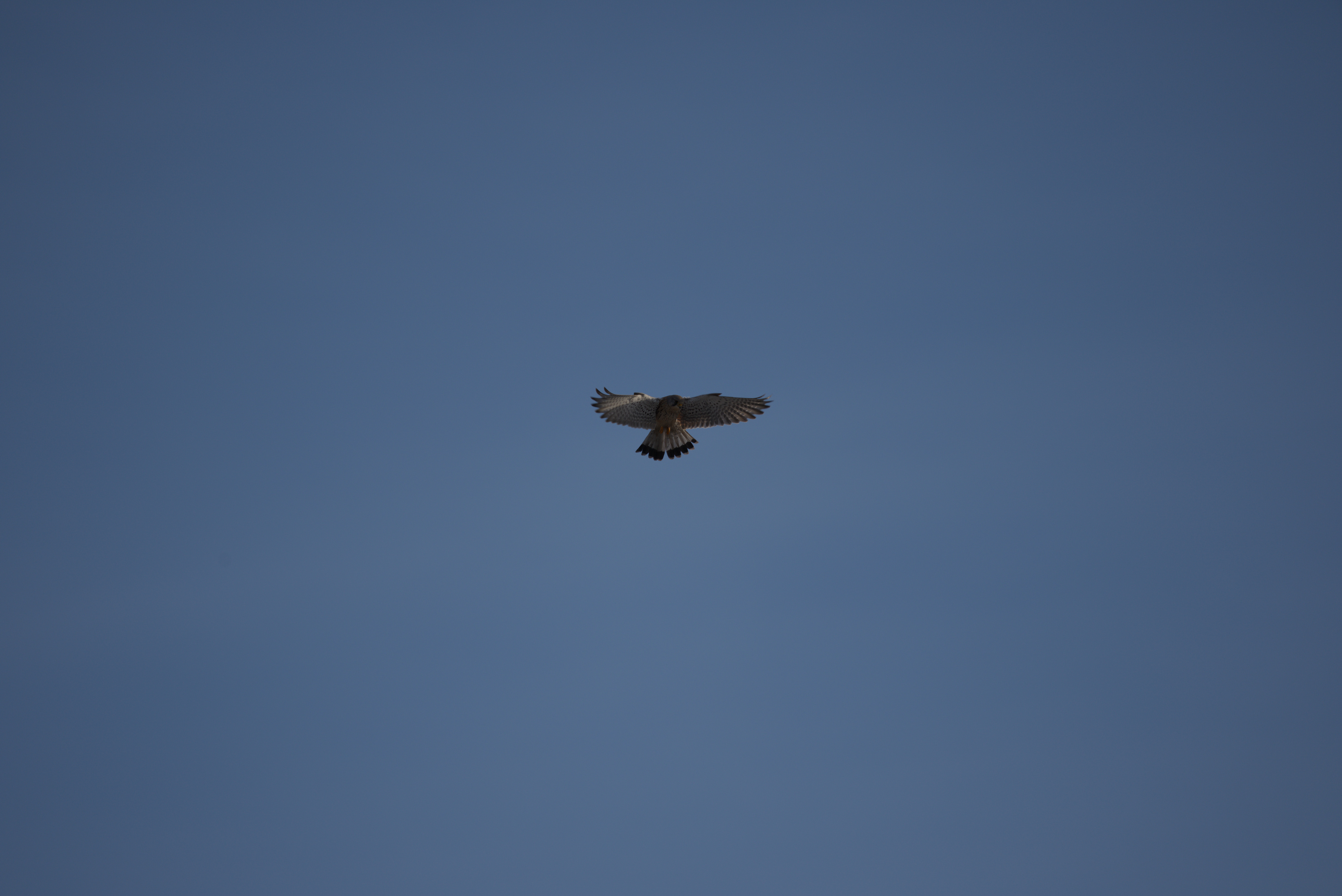 R&uuml;ttelflug