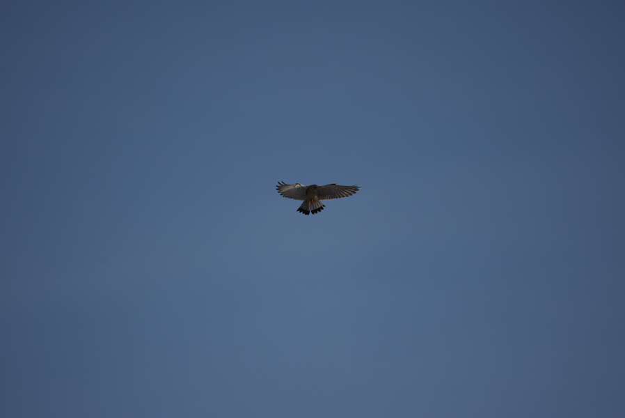 Turmfalke im Flug