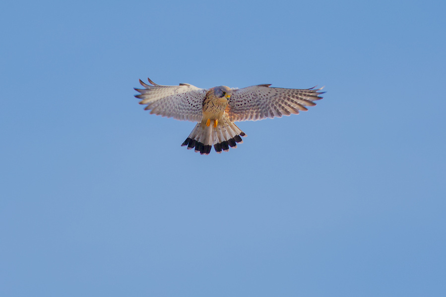 Turmfalke im Flug