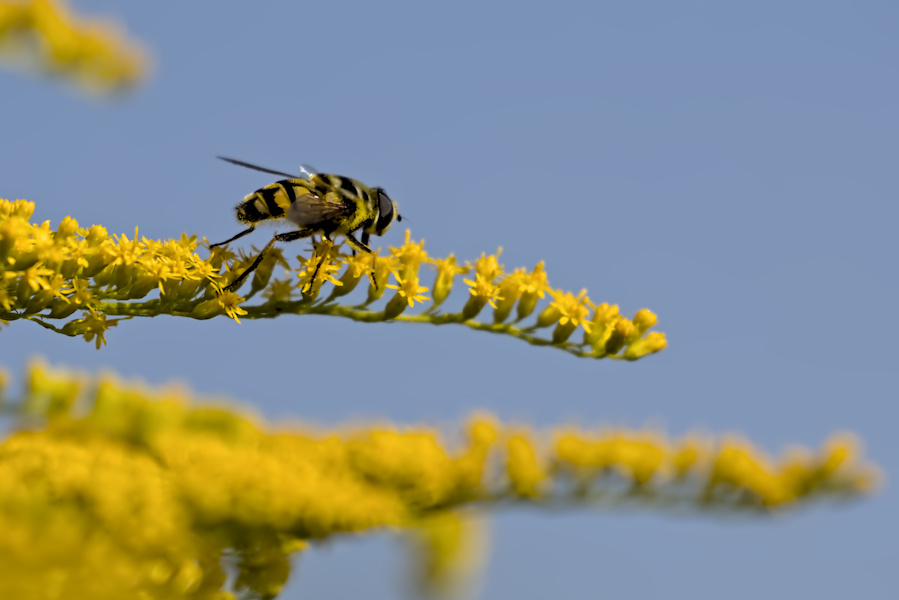 Totenkopfschwebefliege