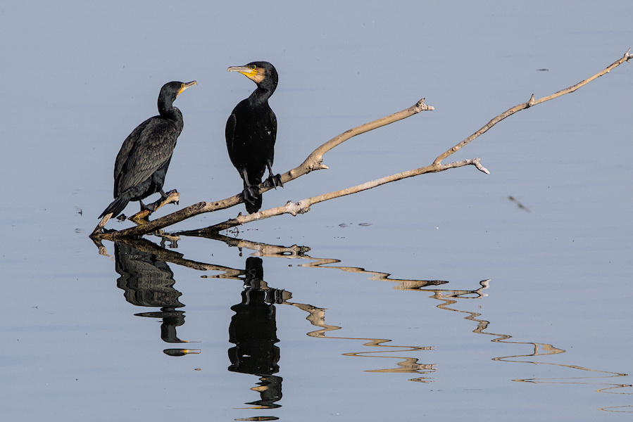 Kormorane auf einem See