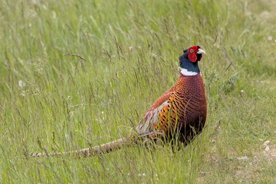 Ringfasan auf einer Wiese