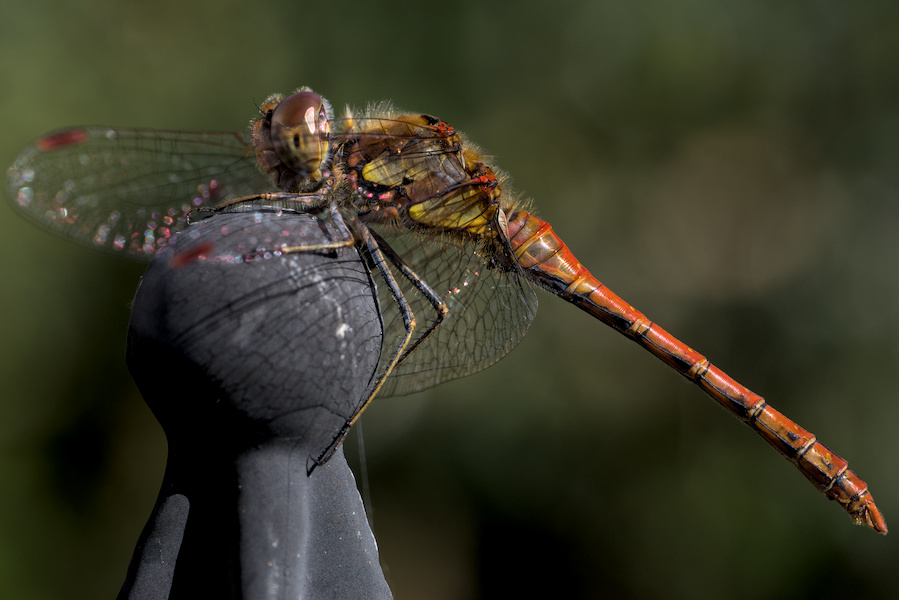 Blutrote Heidelibelle auf einer Rosenrankhilfe