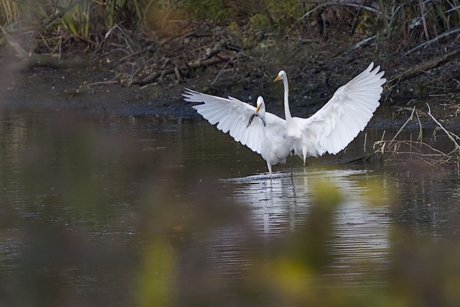 Zwei Silberreiher in einem Teich