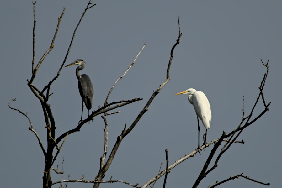 Silberreiher und Graureiher
