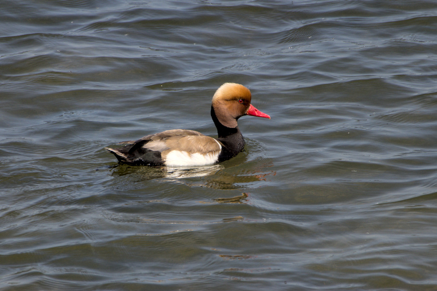 Kolbenente auf einem See