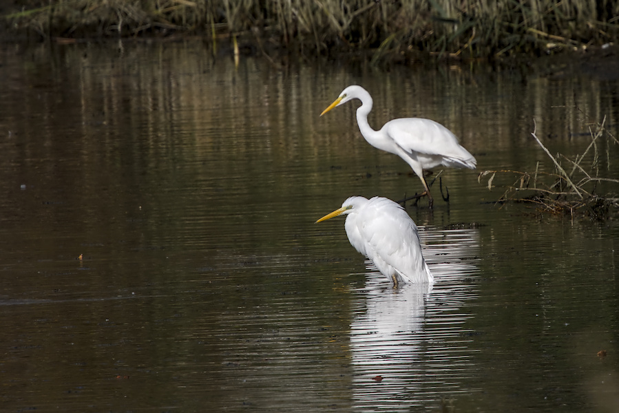 Zwei Silberreiher in einem Teich
