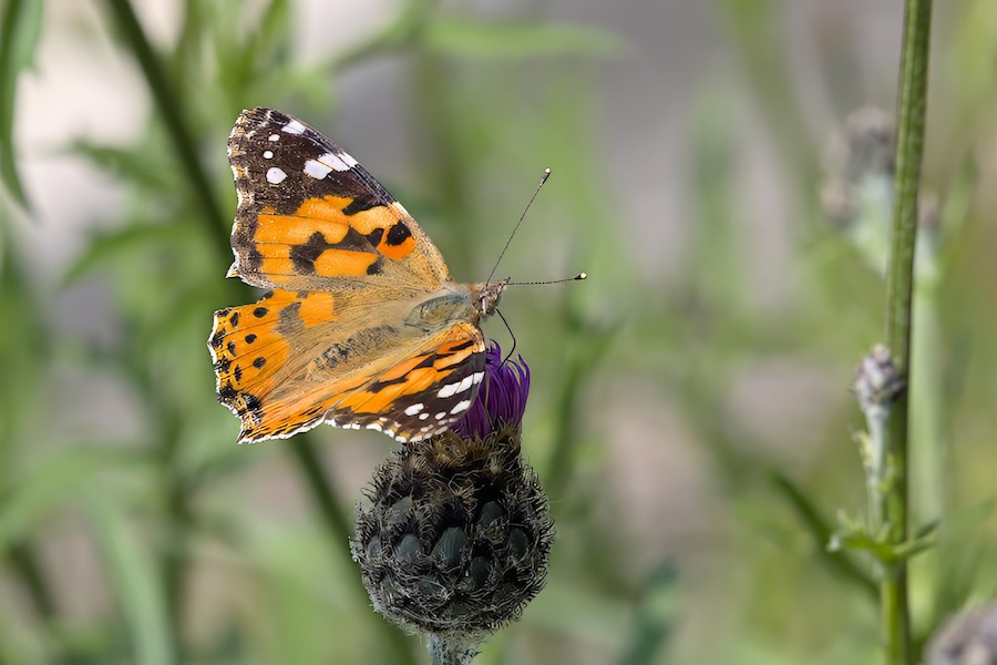 Distelfalter auf einer Blüte