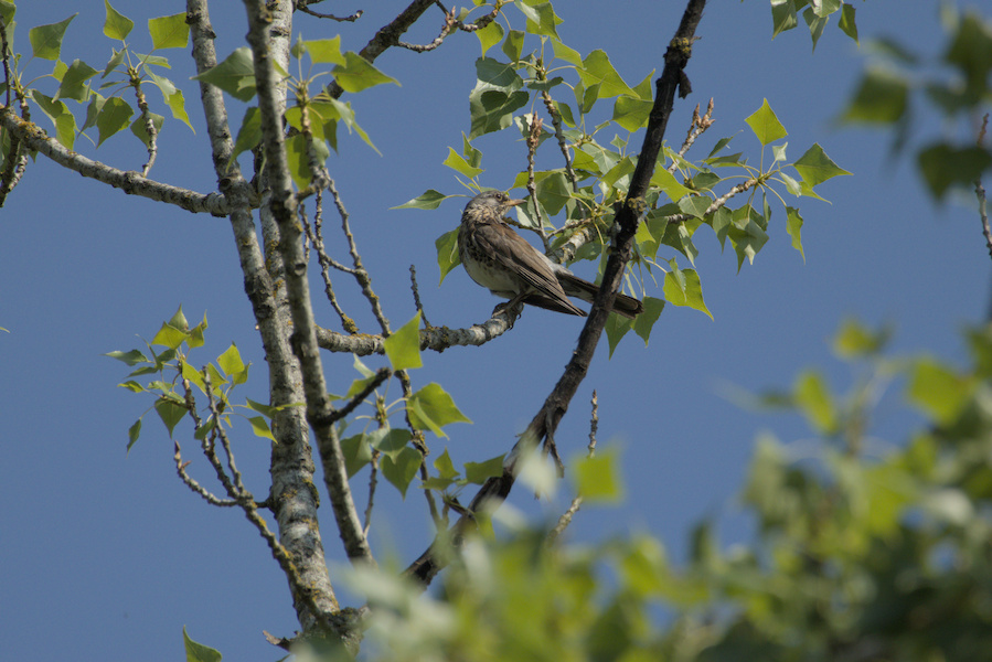 Wacholderdrossel auf einem Baum