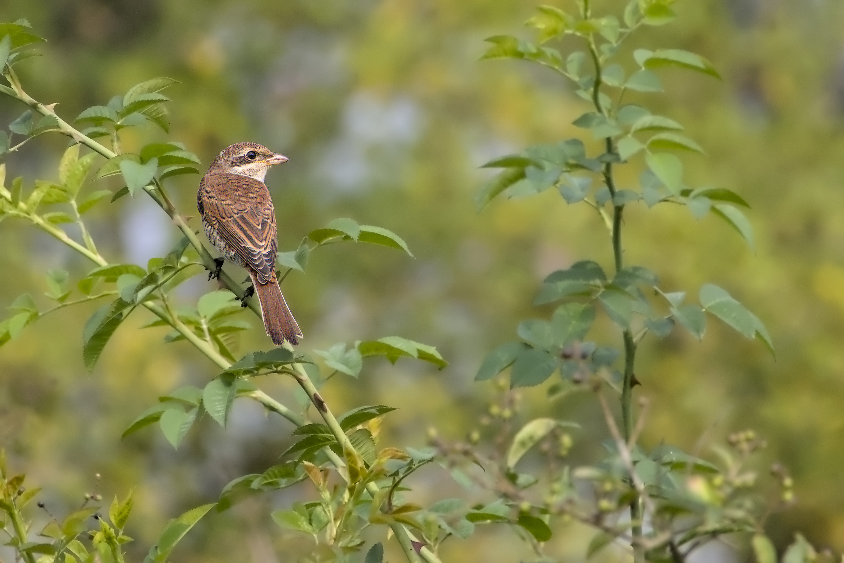 Ich wei&szlig;, dass du hier bist