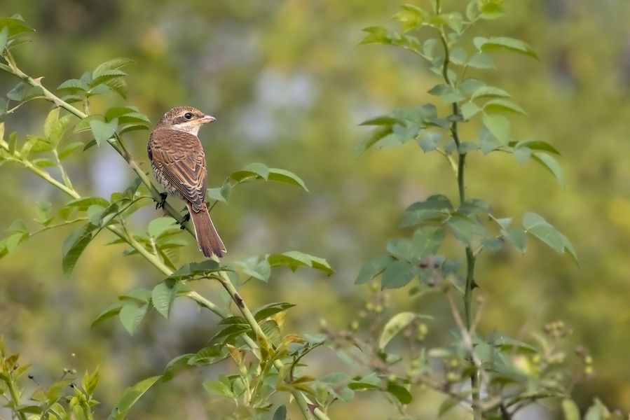 Neunt&ouml;ter in einem Busch