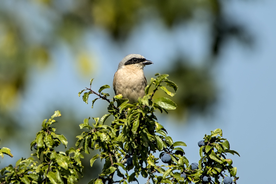 Neunt&ouml;ter auf einem Schlehenbusch