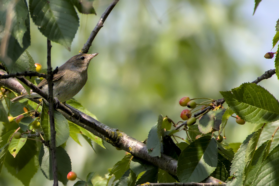 Nachtigall auf einem Baum