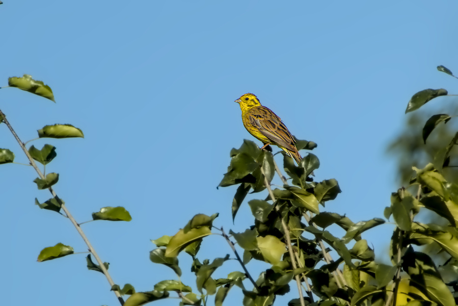 Goldammer in einem Busch