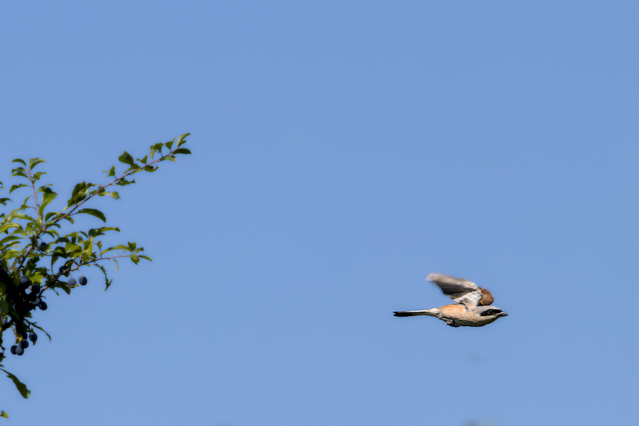 Fliegender Neunt&ouml;ter