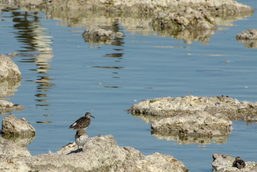 Bruchwasserl&auml;ufer an einer Wasserlache
