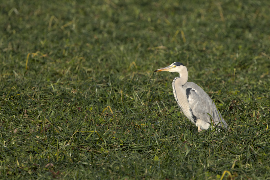 Graureiher auf einem Feld