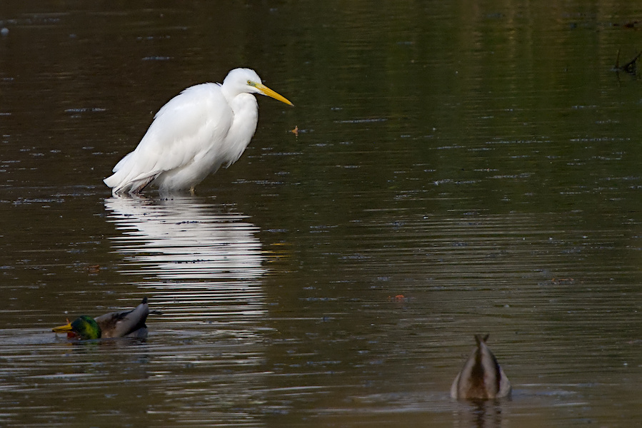 Silberreiher in einem Teich