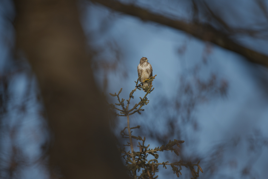 M&auml;usebussard auf einem Baum
