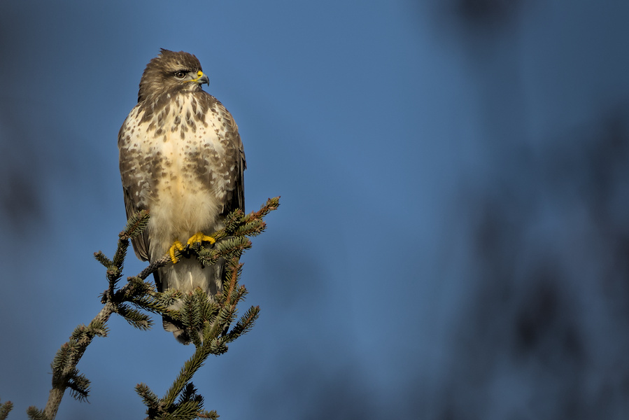 M&auml;usebussard auf einem Baum