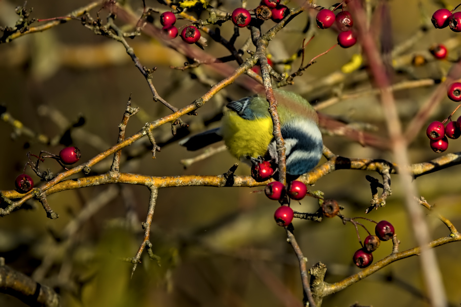 Blaumeise in einem Busch