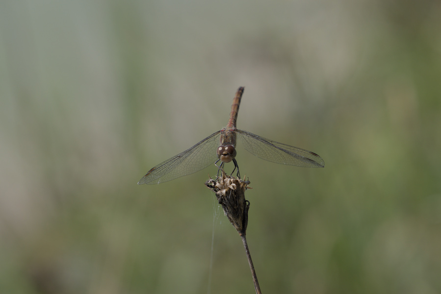 Blutrote Heidelibelle