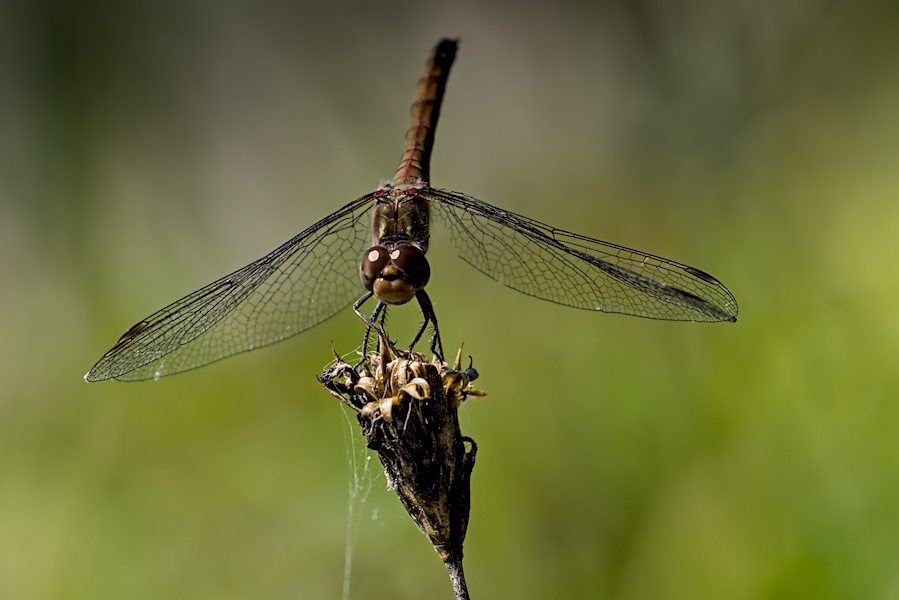 Blutrote Heidelibelle