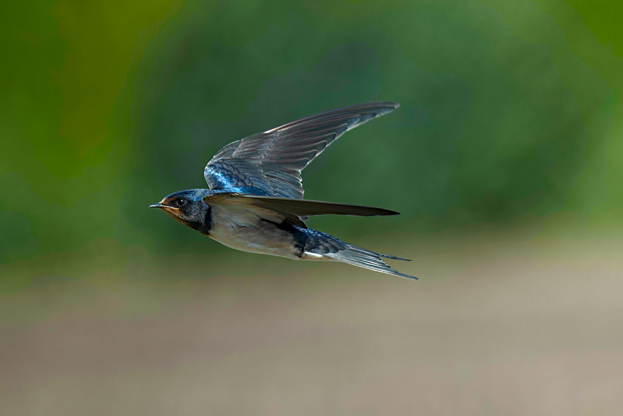 Rauchschwalbe im Flug