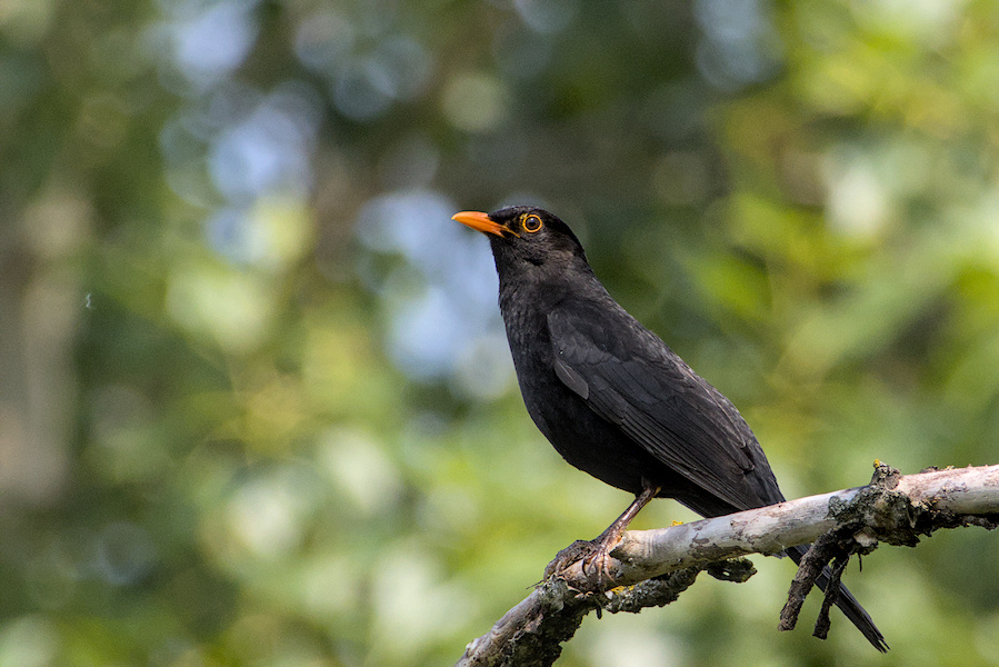 Amsel auf einem Baum