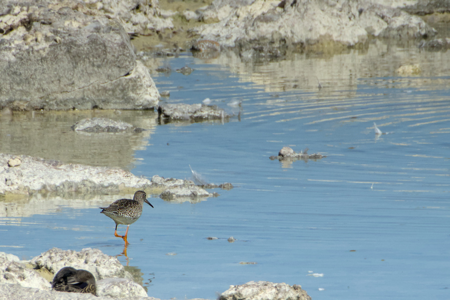 Rotschenkel in einer Wasserlache