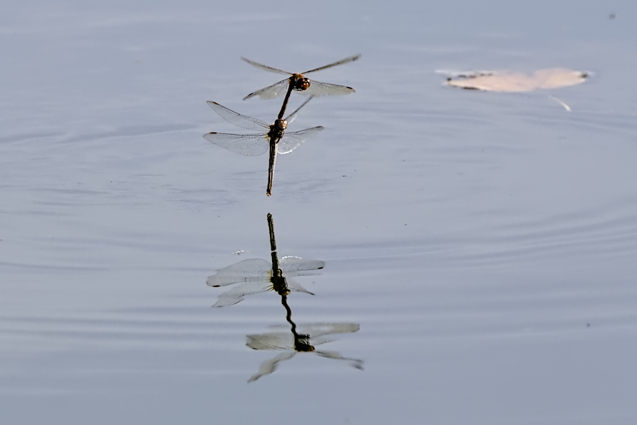 Zwei Blutrote Heidelibellen