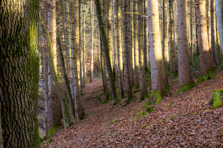 Abendlicht in einem Wald