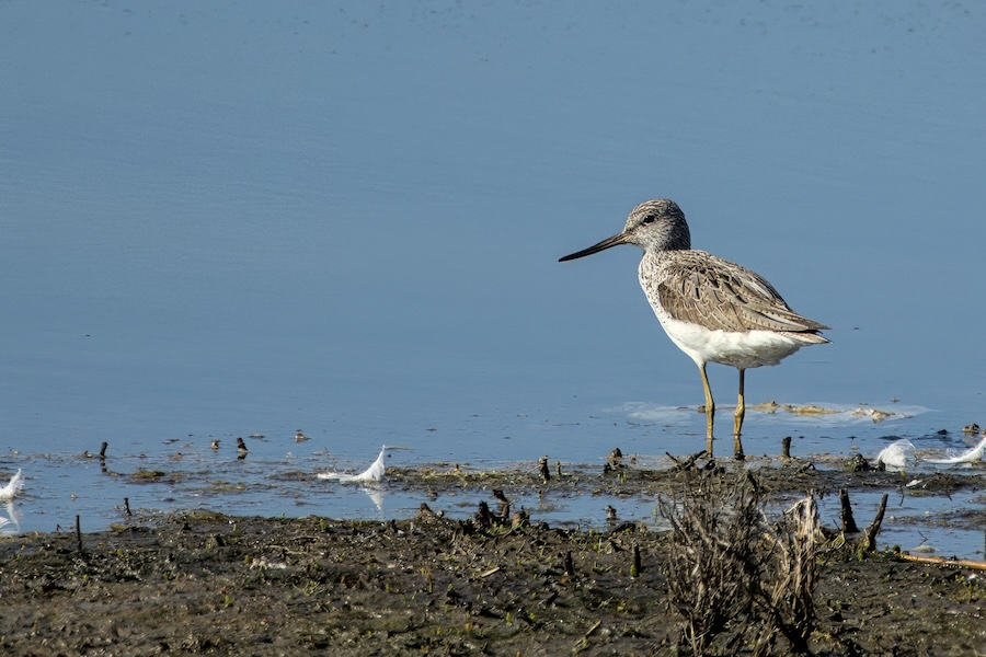 Grünschenkel im Wasser