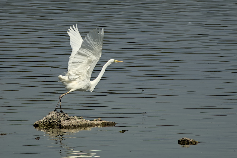 Silberreiher auf einem Stein